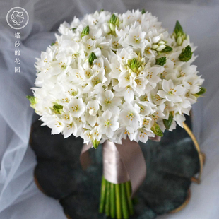 塔莎的花园圣心百合种球伯利恒之星虎眼万年青开花卉植物多年生