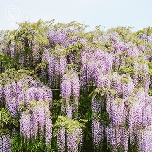 植物盆栽花卉户外庭院价格 植物盆栽花卉户外庭院图片 星期三