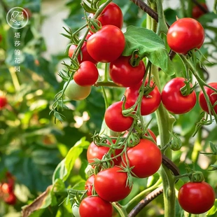 番茄苗矮生甜百万果蔬四季 塔莎 花园 栽种阳台盆栽种苗多年生