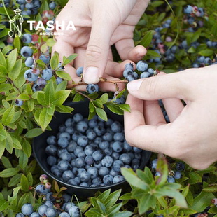 塔莎的花园蓝莓树果苗盆栽南北方大苗庭院阳台脆甜春高法新绿宝石