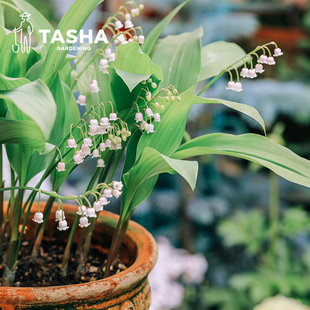 塔莎的花园铃兰盆栽多年生草本植物室内阳台桌面小清新带香味