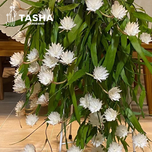 塔莎的花园 昙花多品种露台室内网红观叶观花果多肉植物新手易养