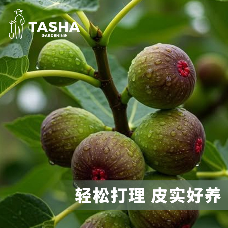塔莎的花园无花果苗盆栽苗图片