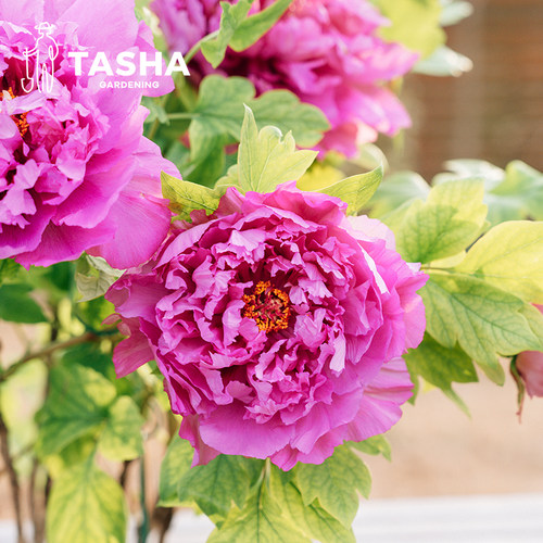 牡丹四季好养盆栽塔莎的花园