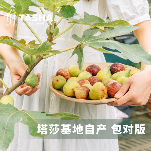 塔莎的花园无花果苗盆栽苗