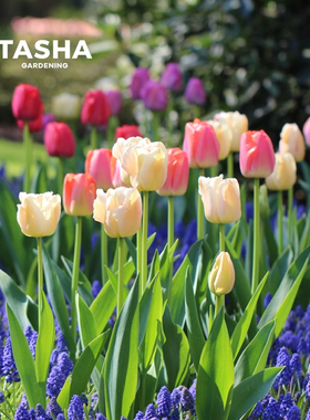 塔莎的花园郁金香种球5度自然进口重瓣水培狐狸舞步香奈儿粉紫白