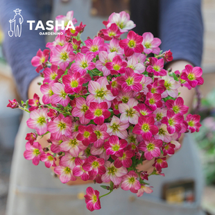 塔莎的花园 虎耳草舞动精灵多年生耐寒庭院客厅好养盆栽植物