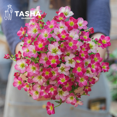 塔莎的花园虎耳草四季开花