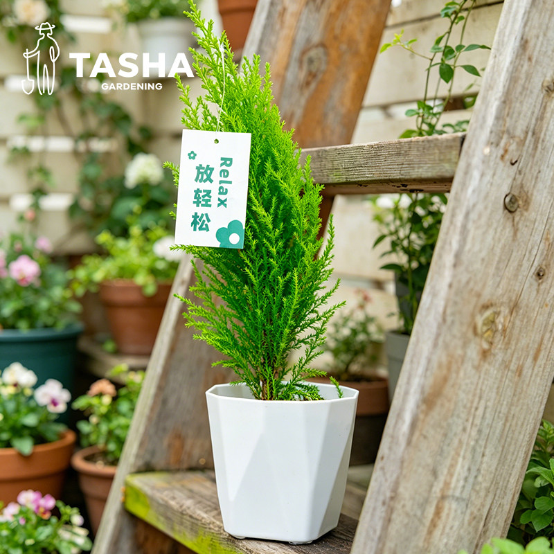 室内绿植四季常绿圣诞树图片
