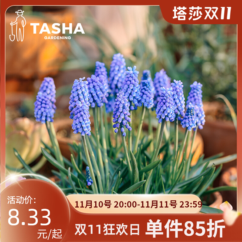 塔莎的花园  葡萄风信子种球阳台绿植秋季种植进口种球多年生