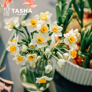 塔莎的花园雕刻漳州水仙花种球单瓣重瓣水培年宵花室内观赏植物