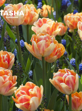 塔莎的花园狐步舞橙色重瓣郁金香种球进口5度自然水培地栽花园种