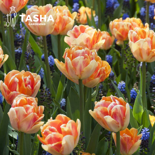 塔莎 花园狐步舞橙色重瓣郁金香种球进口5度自然水培地栽花园种