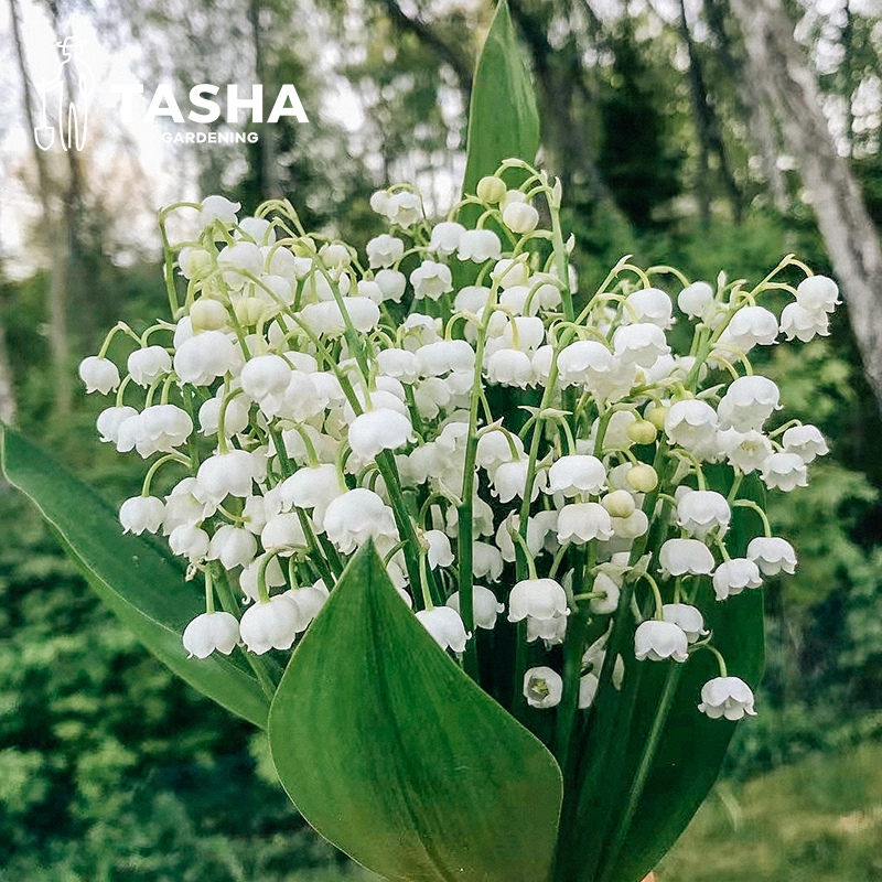 仙气好养铃兰塔莎的花园多年生