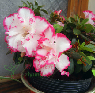 四季新款防辐射净化空气办迎春花杜室内杜鹃锦上添花杜鹃花盆栽