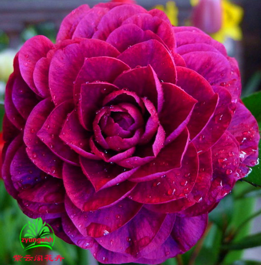 茶花苗山茶花盆栽 珍贵茶花 客厅室内山茶花盆栽《红叶贝拉茶花》