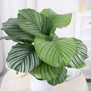 青苹果竹芋室内客厅家居绿植物北欧创意花盆栽美观叶花卉绿色图片
