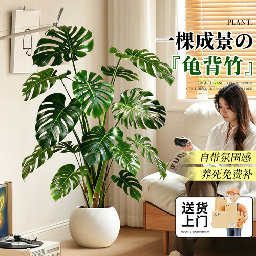 龟背竹盆栽耐阴易成活净化空气
