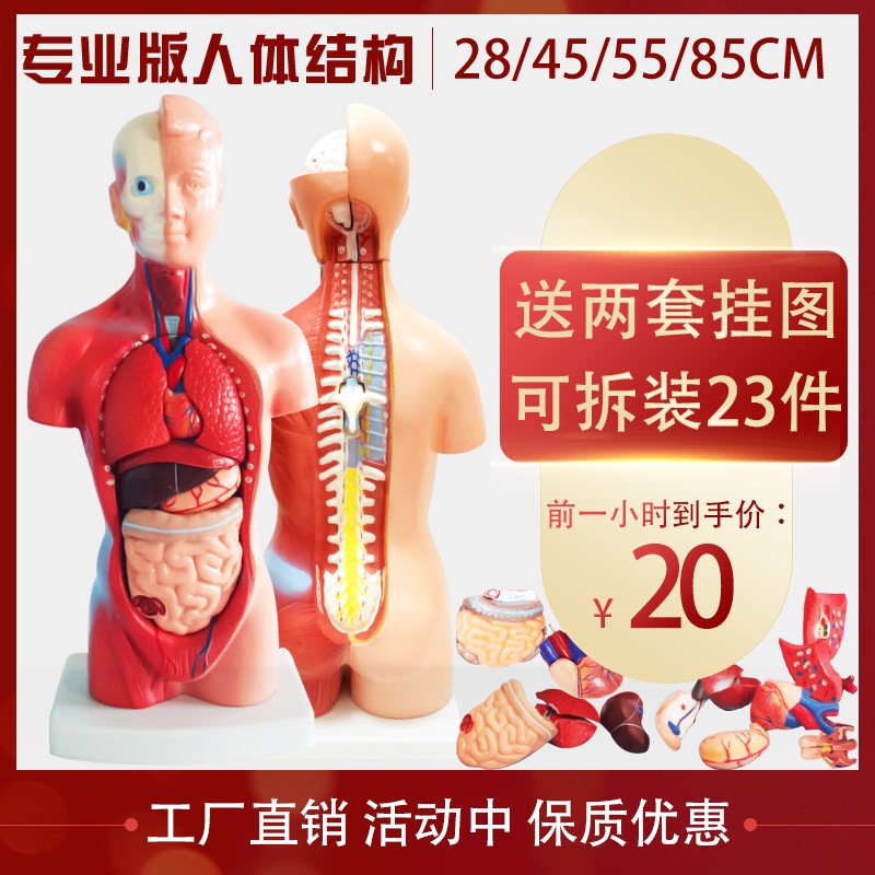 内脏躯干人体器官医学解剖结构模型心脏构造儿童可拆装教学玩具在类目 玩具/童车/益智/积木/模型, STEAM玩具/教具, 生命科学, 儿童仿真医学玩具中 - 来自Buy2taobao.com提供专业的淘宝代购服务