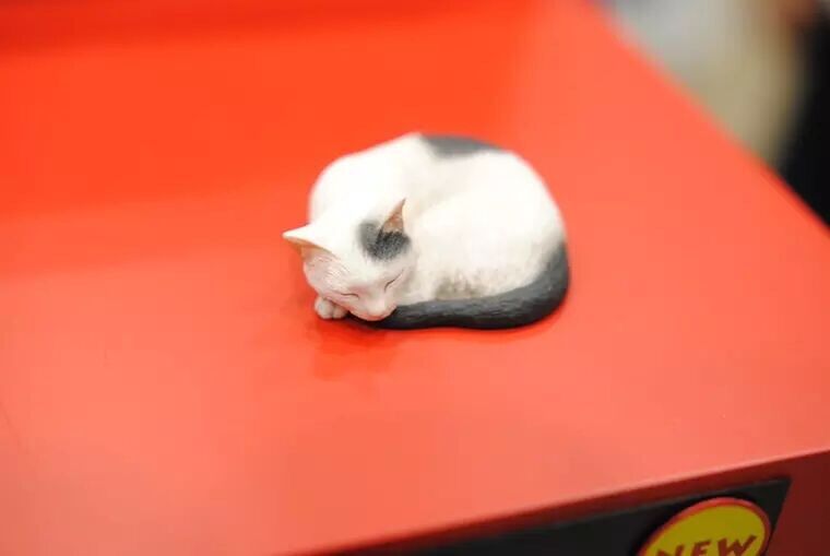 异斯模型树脂白模熟睡的猫咪未涂装GK现货包邮A13