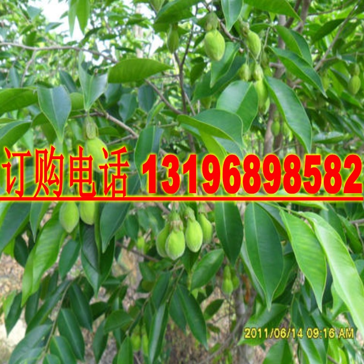 沉香种子海南黄花梨种子小叶紫檀种子菩提种子金丝楠木种子