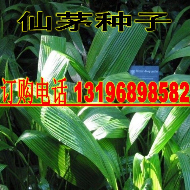 海南参种子中药材种子 仙茅种子  草药植物 种子