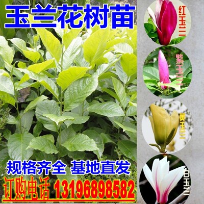 紫玉兰树苗娇红一号玉兰苗嫁接玉兰花苗红玉兰白玉兰地栽绿化苗木