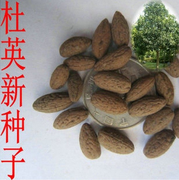 新采杜英树种子 小叶杜英种子 大叶杜英种子 林木种子