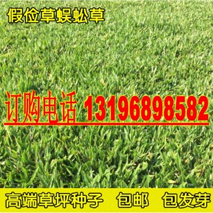 草坪种子假俭草草籽阔叶草蜈蚣草耐践踏绿化护坡根系好