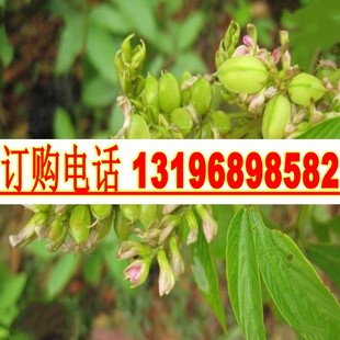 中药材种子大叶千斤拔种子小叶千金拔种子蔓性千斤拔盆栽庭院