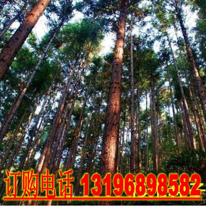 新采速生杉木种子 刺杉种子 沙树杉树水杉柳杉冷杉落羽杉油杉种子