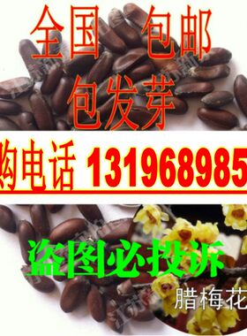 冬季素心腊梅种子