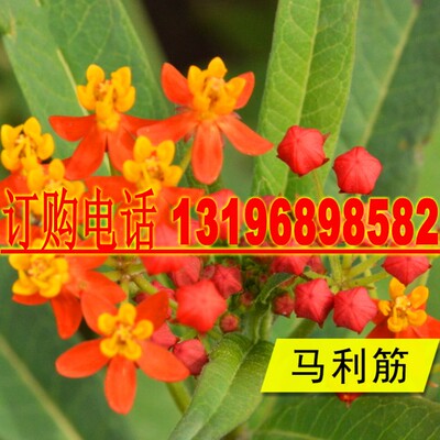 马利筋种子 金凤花尖尾凤莲生桂子花芳草花籽种子 庭院花卉种籽