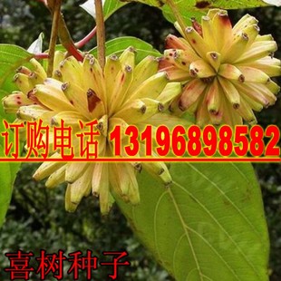 绿化苗木种子 喜树种子 别名：旱莲 水栗 水桐树 旱莲子种子