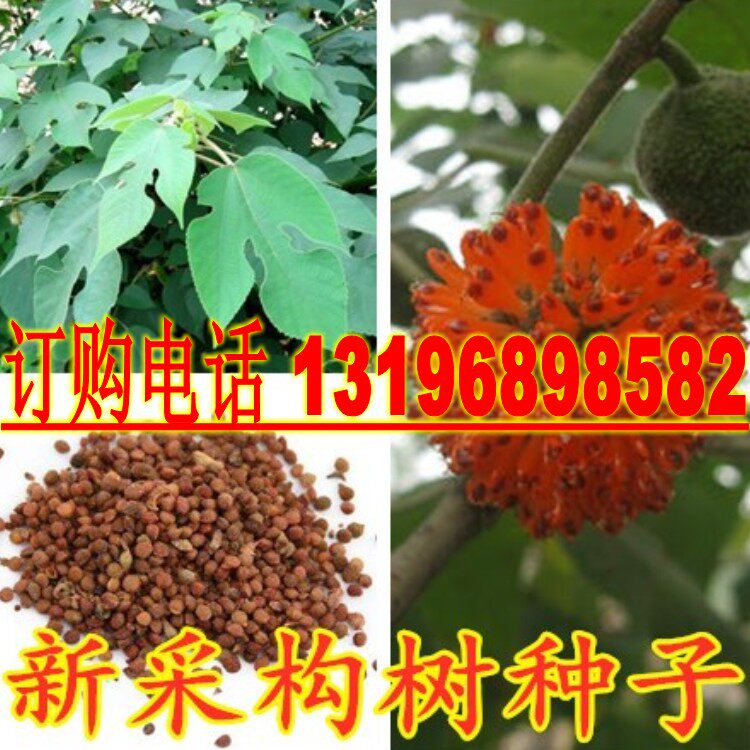 新采构树种子 杂交构树种子 诸树种子假杨梅种子包邮