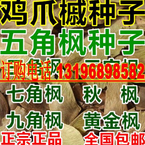 五角枫树种子三角枫七角枫九角枫元宝枫秋枫黄金枫鸡爪槭种籽