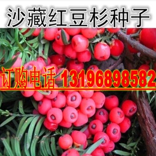 红豆杉种子 南方红豆杉 东北红豆杉 曼地亚红豆杉种子沙藏 包邮