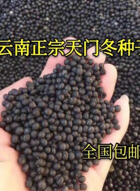 天冬种子天冬籽门冬中药材种子