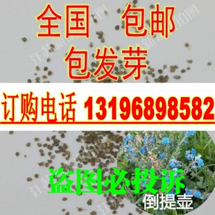 新采勿忘草种子大肥根风流草蓝布裙求偶草倒提壶种子花海造景包邮