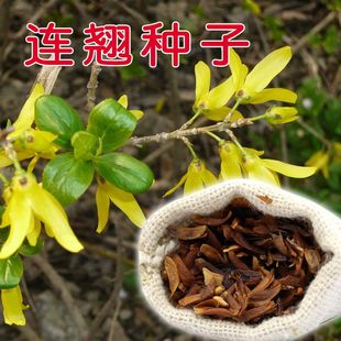 迎春花种子 连翘种子花开香气淡艳满枝金黄抗病虫耐旱耐寒中药籽