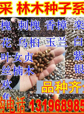新采国槐刺槐大小叶香樟女贞紫薇皂角合欢桂花栾树乌桕玉兰树种子