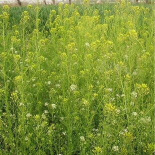 葶苈子种子 独行菜种子 播娘蒿种子 常用药材种子 北葶苈 苦葶苈