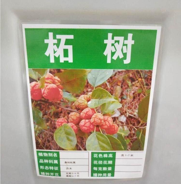 柘树苗珍贵柘树种子南通如皋柞榛野生柘树柞榛苗柞榛小苗 柞榛树
