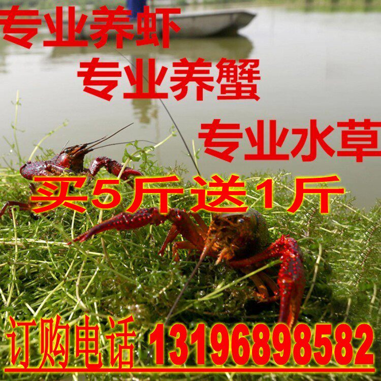 池塘养鱼虾蟹水草种子水花生水葫芦轮叶黑藻伊乐藻苦草菹水草种子