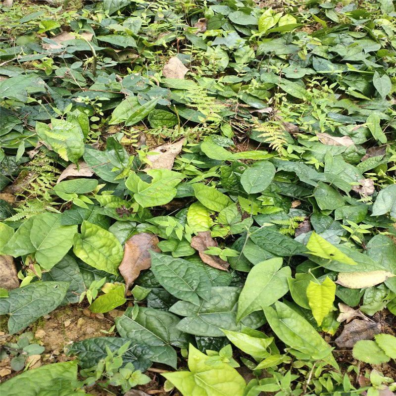 金果榄种子 地苦胆种子 苦地胆九龙胆金果榄金果榄种子金果榄