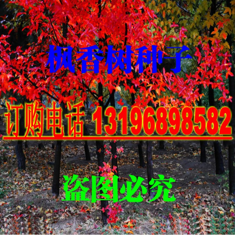 美国进口枫香树林木种子