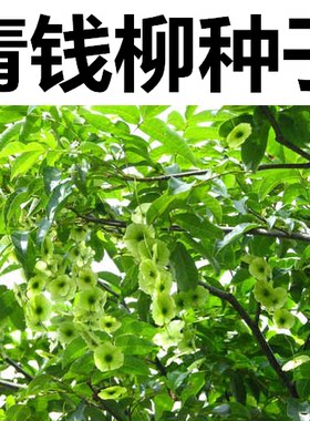 新采金钱种子幸福树工艺