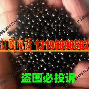 新采药材种籽白鲜皮种子春秋播种八股牛鲜皮种籽山牡丹羊鲜草中药