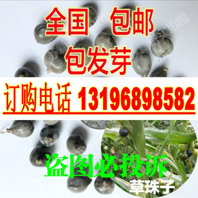 草珠子种子  野生薏苡草菩提薏珠子散珠手串手链门帘佛珠子包邮