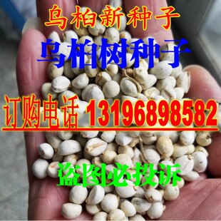 林木种子乌桕种子 乌桕树种子 彩叶树绿化工程苗木